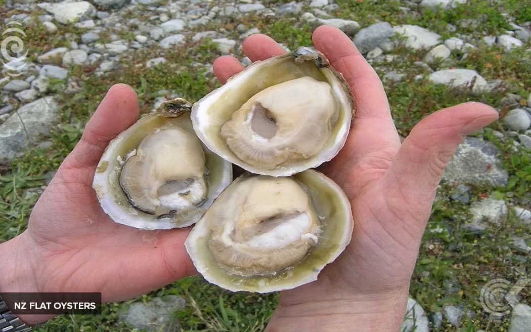 Bonamia parasite could threaten Bluff oyster industry again: RNZ Checkpoint