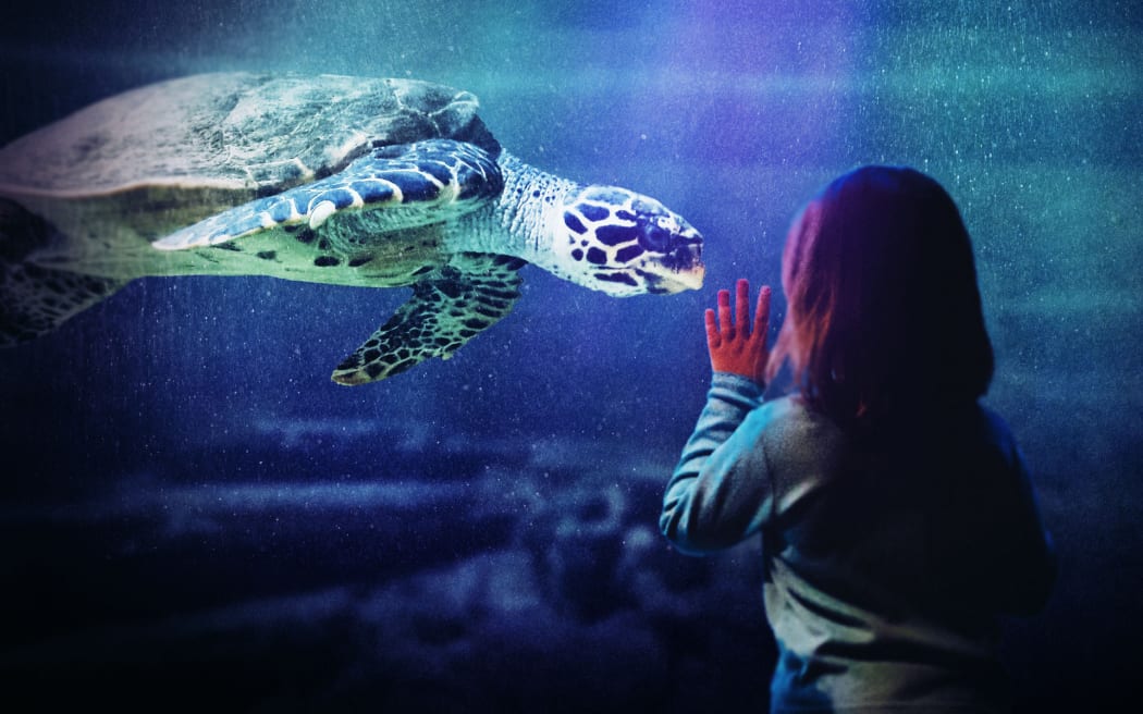 Injured sharks and turtle trouble at Napier's National Aquarium RNZ News