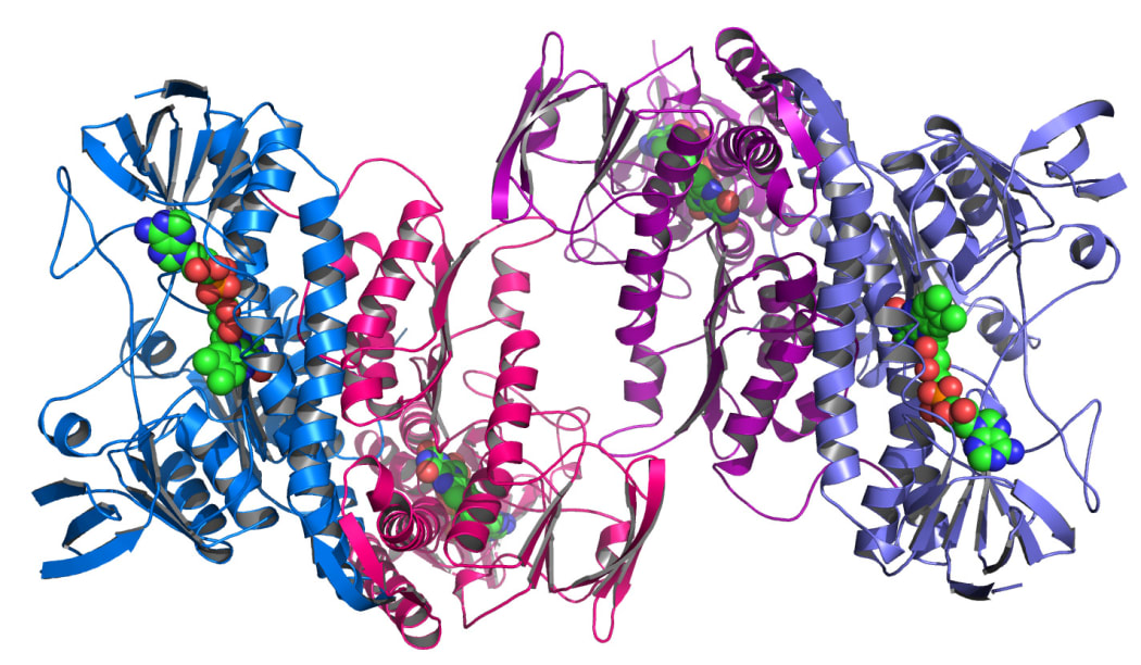 Proteins are the work horses of cells, and are made up of strings of amino acids.