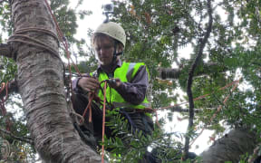 Tree climber Michael Tavares who climbed a 500-year-old West Auckland kauri tree in a bid to save it from being felled