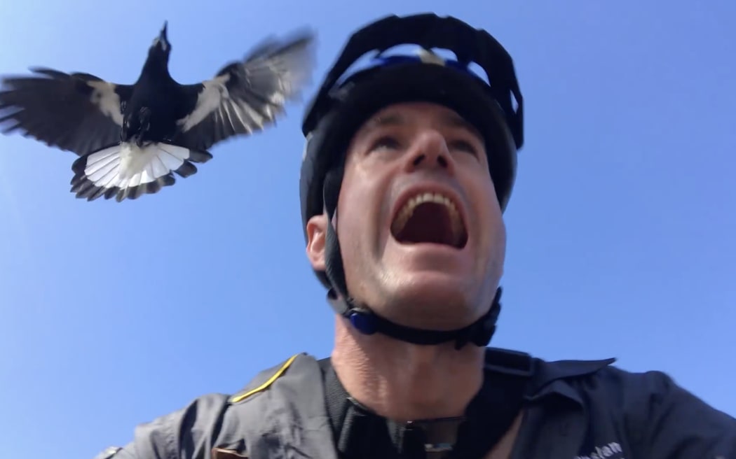 Magpie swooping Inside the Australian bird's annual reign of terror RNZ News