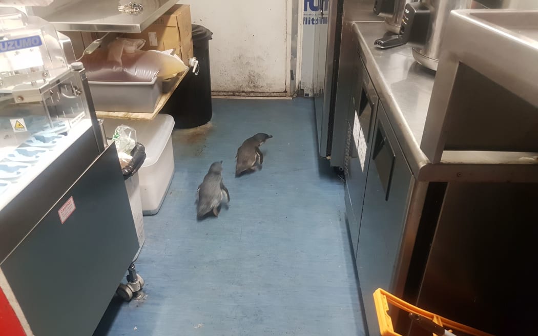 Penguins at Wellington sushi shop