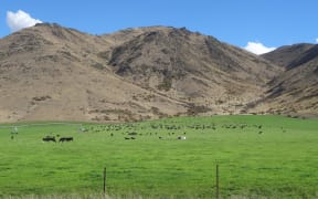 Irrigation has brought cattle to land once grazed by sheep.