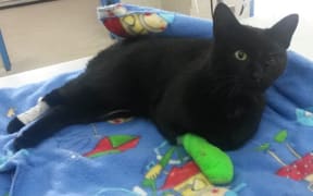 Ashburton cat Billy was shot and injured this week. He eye and spinal injuries and three pellets from a slug gun embedded in his head and neck.