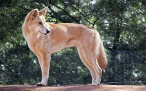 the golden dingo is standing looking for food