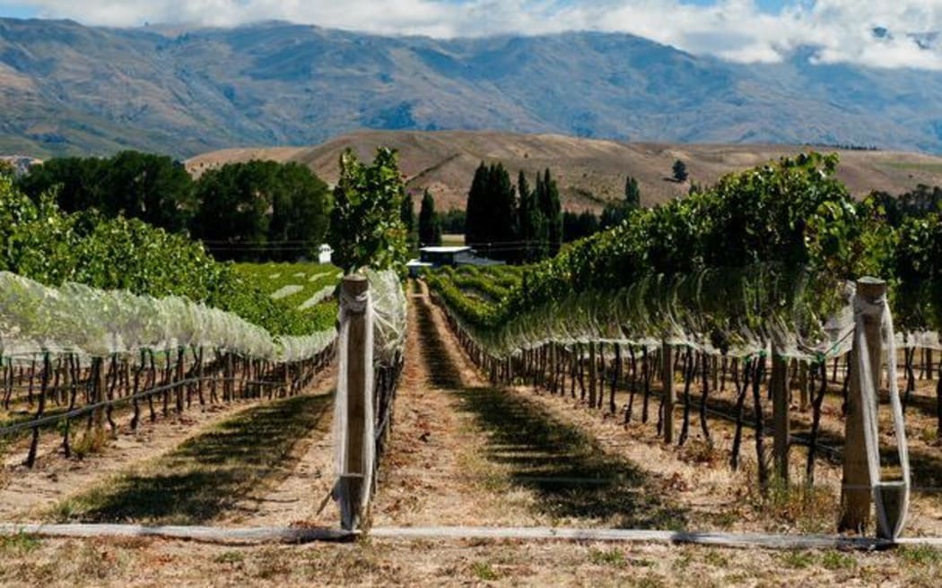 Vineyard in Central Otago's Gibbston Valley
