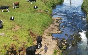 Cows in the 'sensitive' stream.