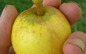 A heritage apple, the Yellow Ingestre saved by the Open Orchard Project