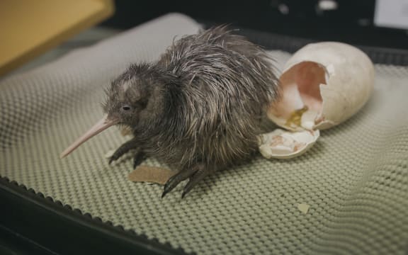 Another Kiwi chick successfully hatched, Operation Nest Egg, Auckland Zoo