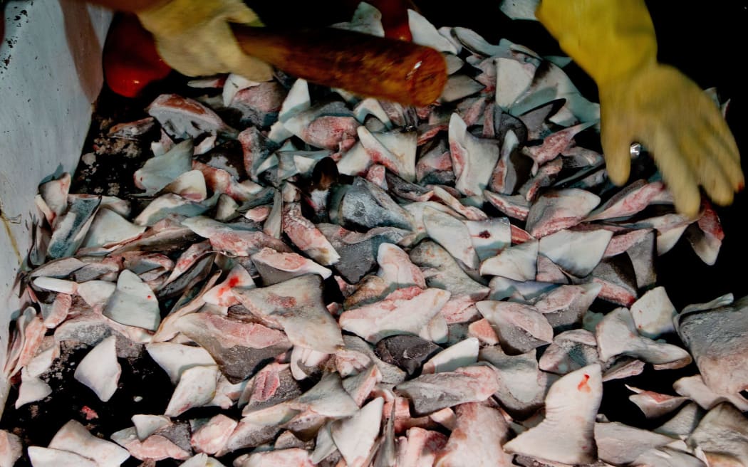 Shark fins found in the freezer of the Shuen De Ching No.888. In total there were sacks containing 75 kilograms of shark fins from at least 42 sharks. Under Taiwanese law and Pacific fishing rules, shark fins may not exceed 5% of the weight of the shark catch. 9 Sep 2015