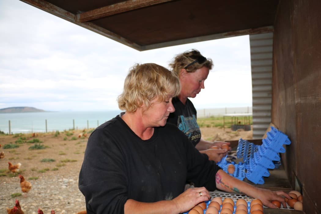 Granja de huevos Te Waewae