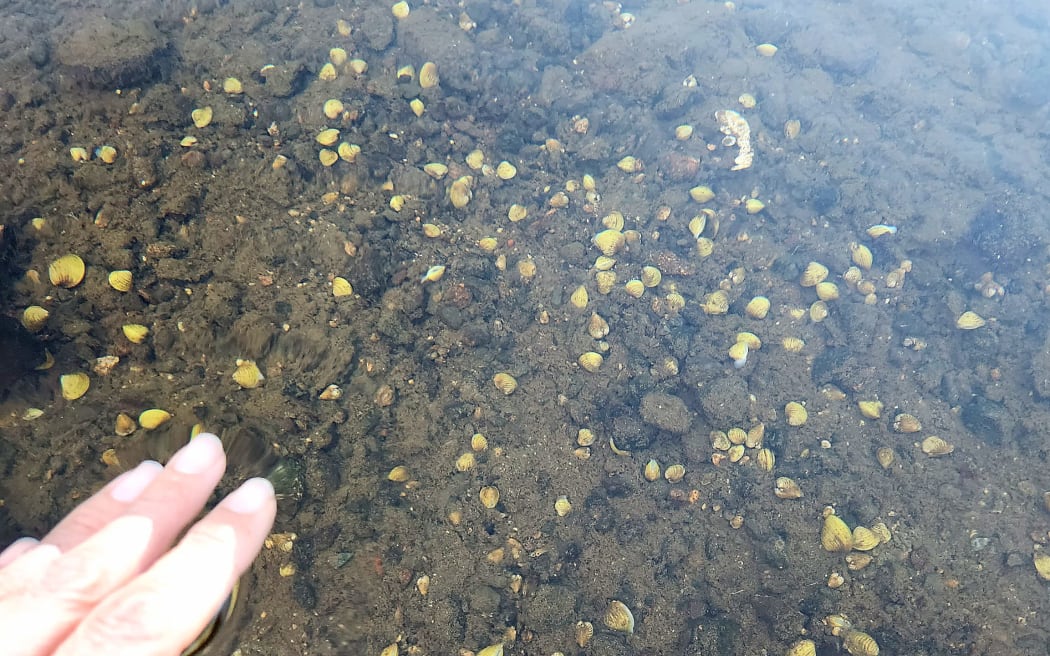 Freshwater gold clams seen in the bed of the Waikato River.