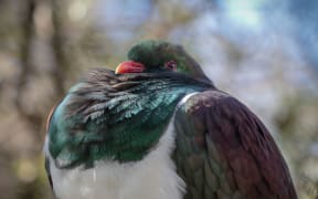Last year New Zealanders counted more than 15,000 Kererū