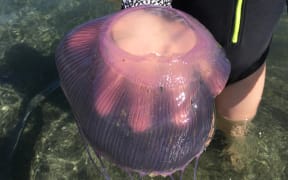 One of thousands of jellies that washed into Island Bay, Wellington last week