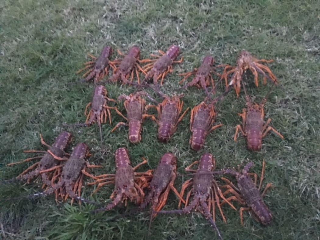 Crackdown on crayfish poaching at marine reserve RNZ News