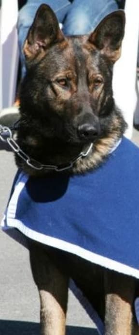 Police dog Thames.