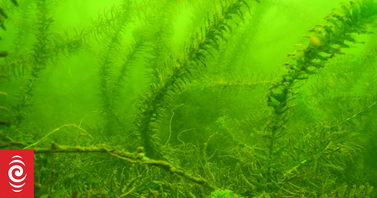 Freshwater pests threaten West Coast lakes: What you can do to help - Vimarsana News