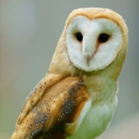 Photo for Barn owl