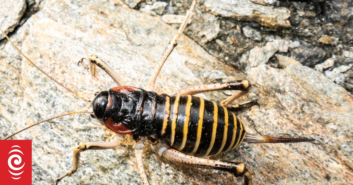 Bug of the Year campaign gets buzzing