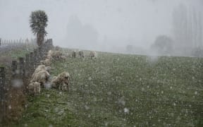 Livestock holding out on a farm near Waihola, Otago as the frost kicks in during a wintry blast on 29 September, 2020.