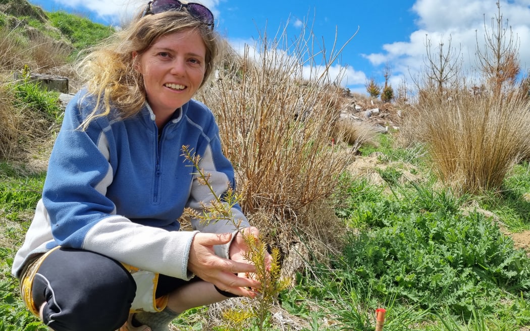 800 Trust trustee Miranda Wells runs her fingers through a totara seedling, part of planting to return 2000ha of East Taranaki farmland to the wild.