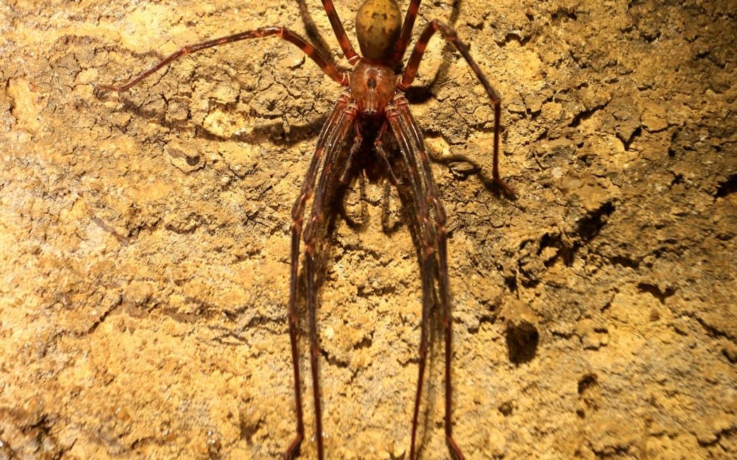 Nelson's cave spider in Crazy Paving Cave in the Ōparara Basin of Kahurangi National Park.
