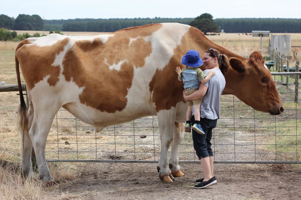 Big Moo poos for charity | RNZ News