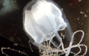The Irukandji jellyfish is one of the world's most venomous creatures.