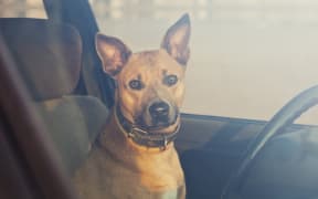 18879786 - lonely dog waiting in the car