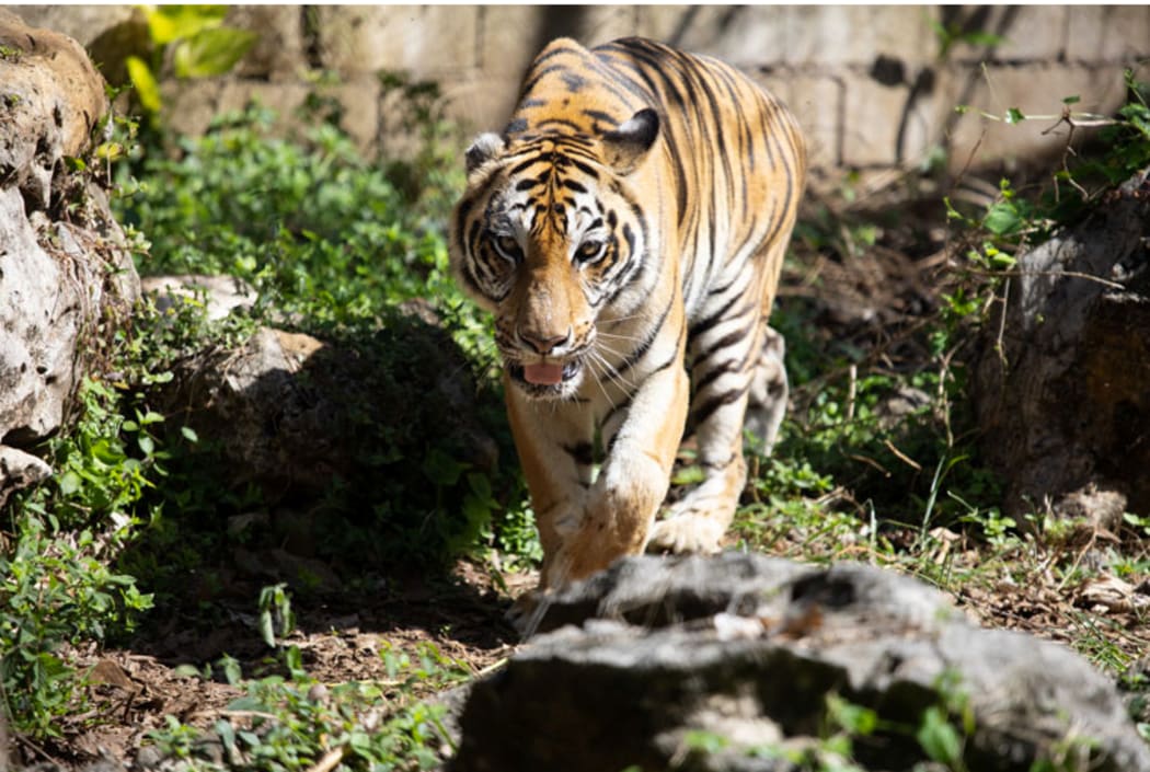 Saipan Zoo's tiger