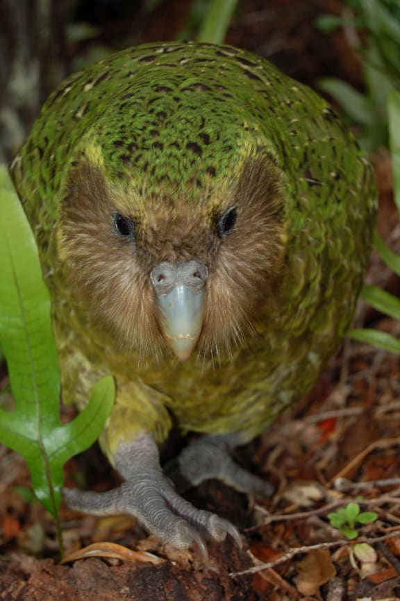 A male kakapo faces the camera