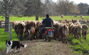 nz farmer herding cattle