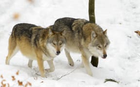 The emergence of wolves in Denmark has become a cause for concern for farmers and animal breeders.
