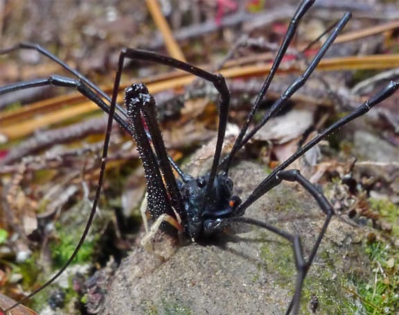 Long-legged Harvestman  A Gallery from Afternoons  RNZ National