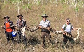 A team of hunters with the Big Cypress National Preserve in Ochopee, Florida holding a female python measuring over 17 feet in length and weighing 140 pounds with 73 developing eggs.