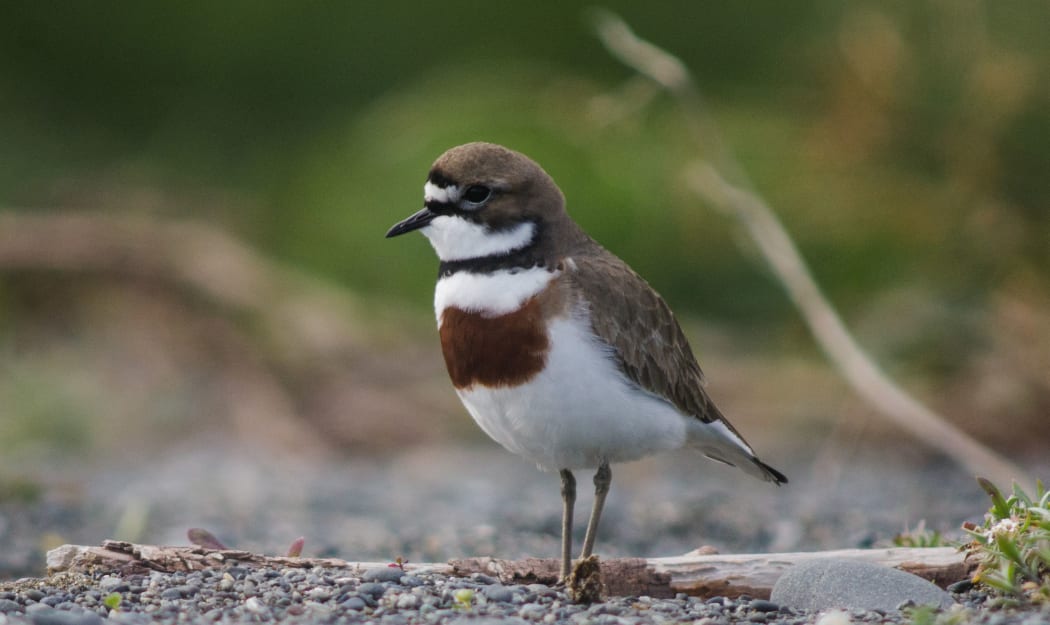 A male banded dotterel.