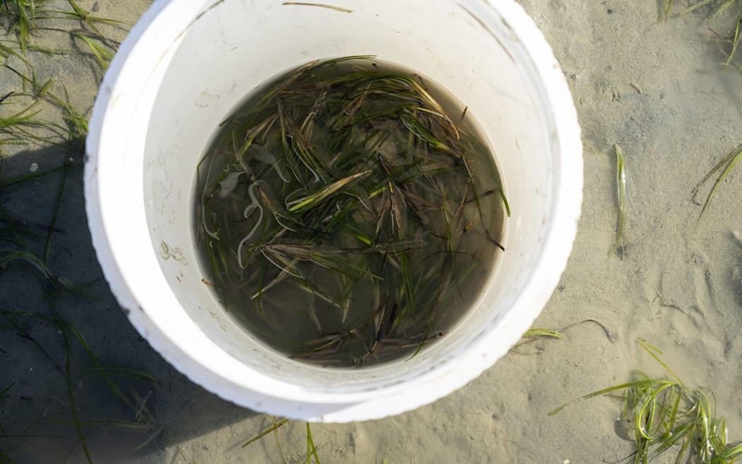 Seeds of hope for seagrass meadows RNZ