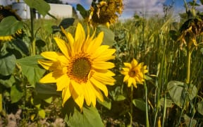 Millions of sunflowers on the Darling's farm will soon be harvested and turned into sunflower oil