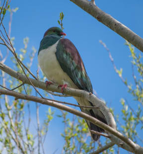 Kereru or New Zealand native pigeon sitting in a tree showing its highly visible white chest.