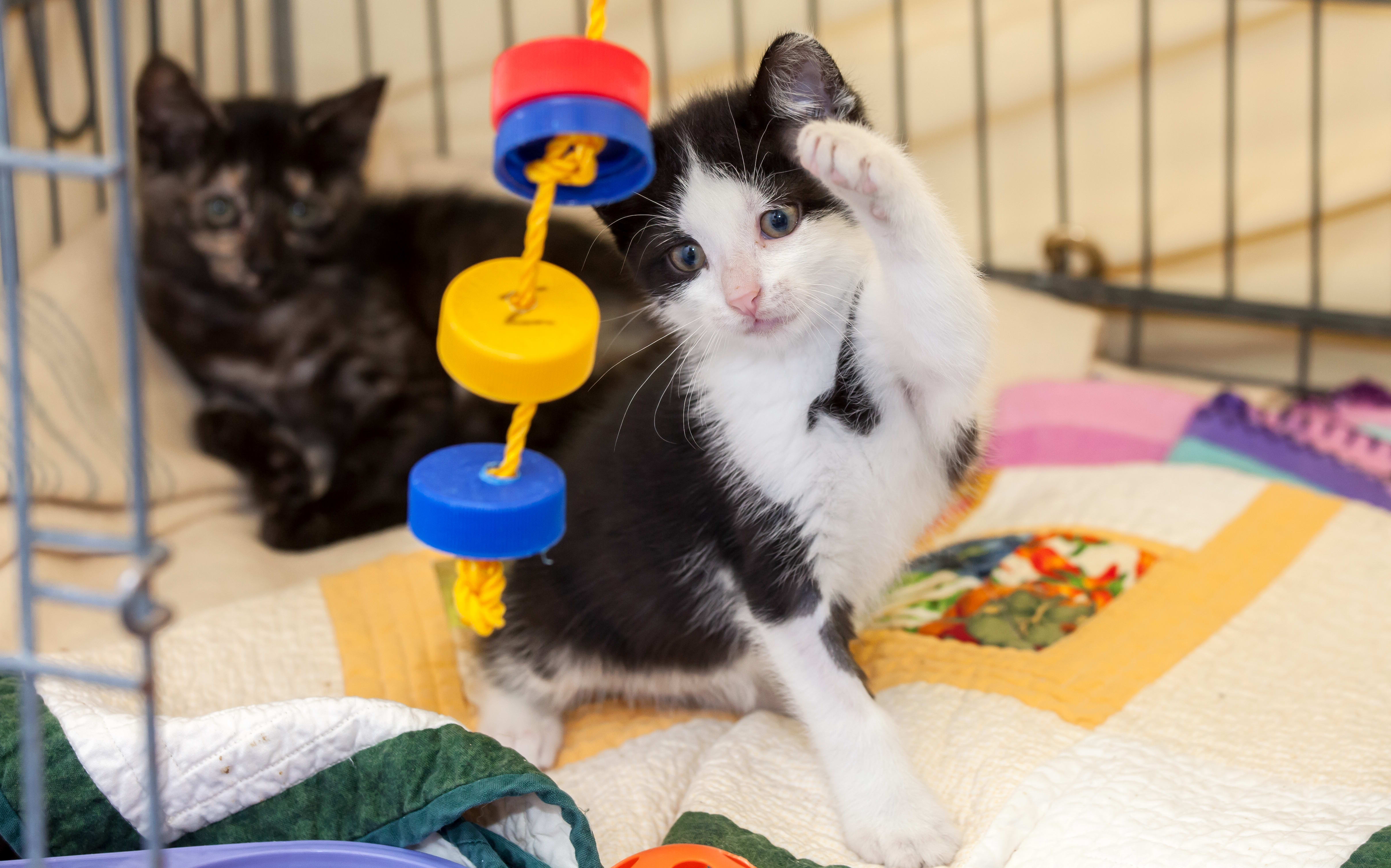 Unneutered pet shop kittens flood SPCA RNZ News
