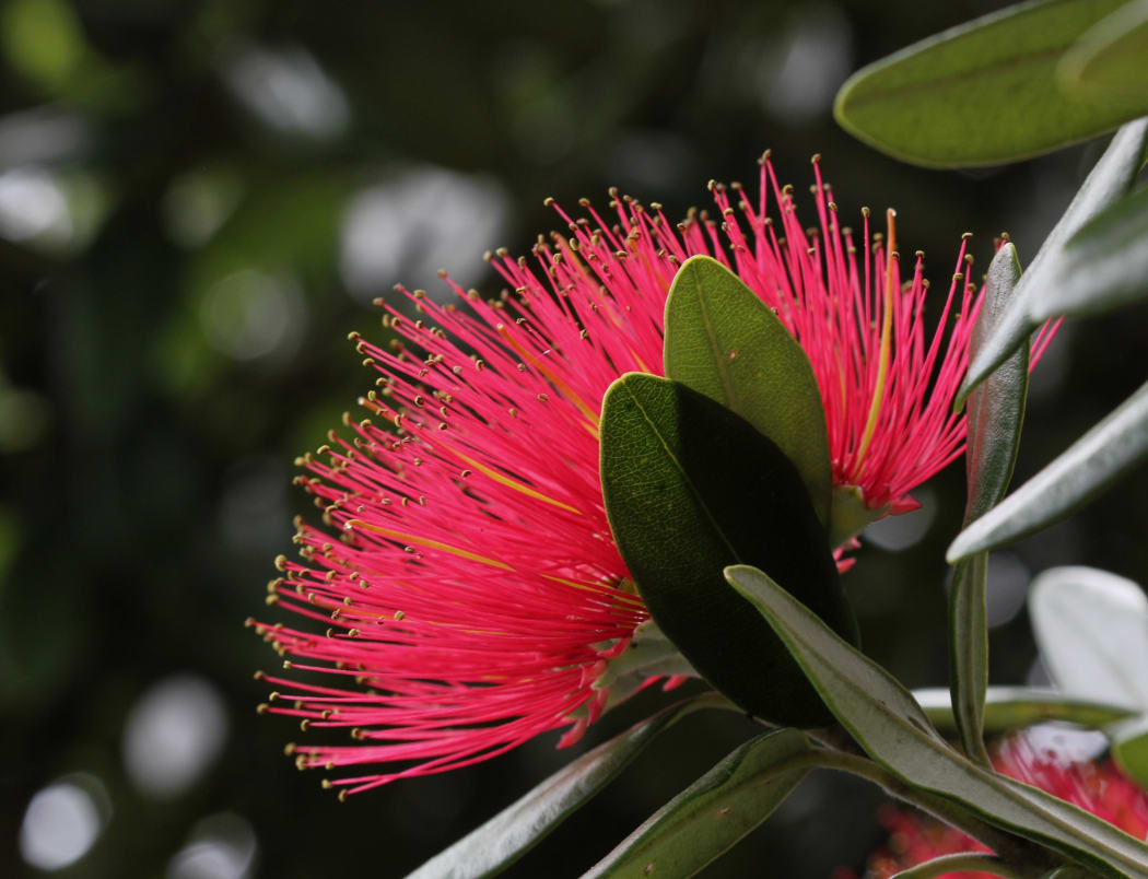 Pohutukawa flower (Metrosideros excelsa). Photo taken in Auckland, New Zealand.