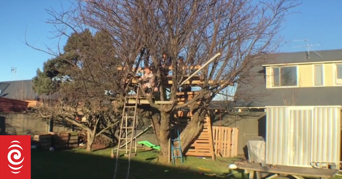 Do tree houses need their own bylaw? RNZ