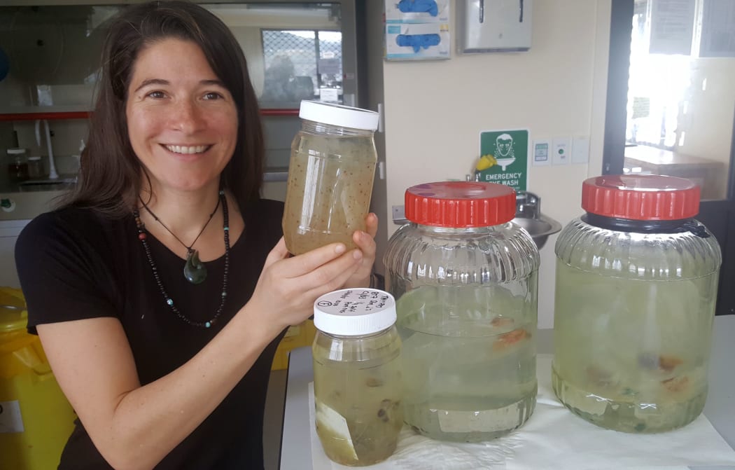 Moira Decima with salps preserved in formalin. The salps are part of NIWA's National Invertebrate Collection.