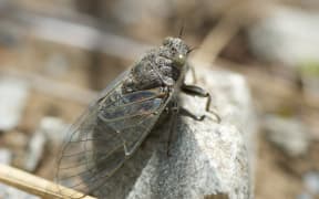 Canterbury scree cicada