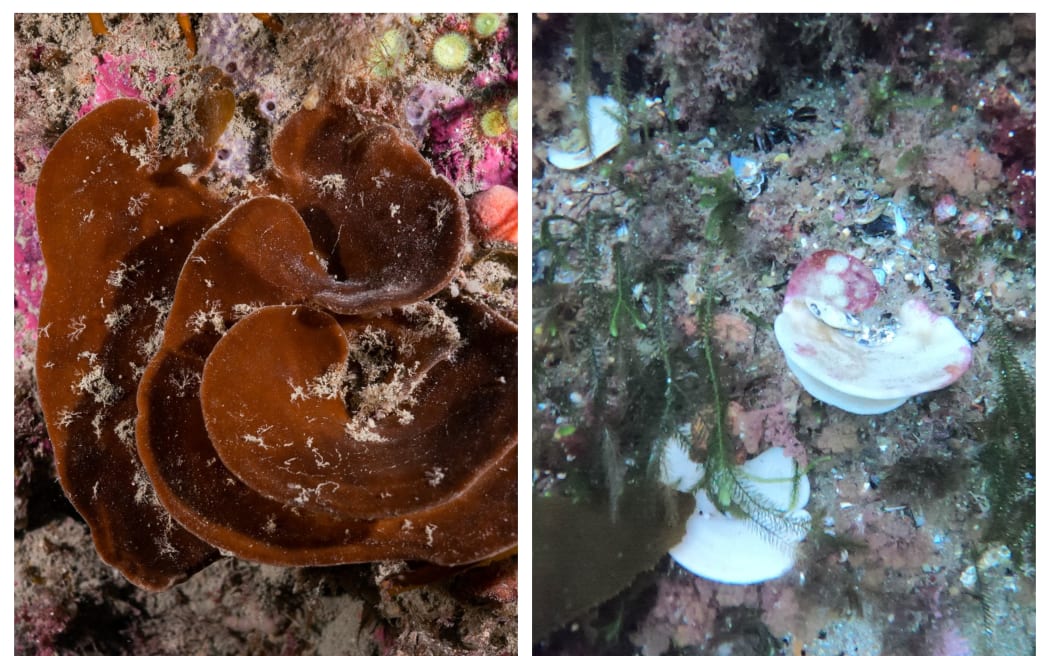 A healthy, unbleached native sea sponge (left) and a bleached sea sponge (right).