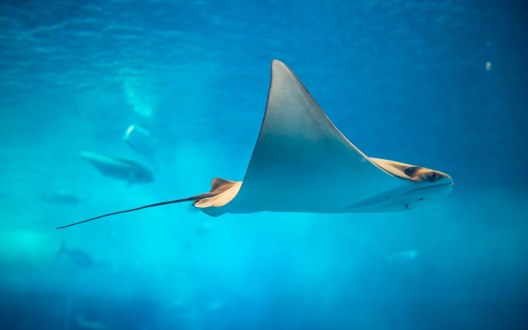A file photo of a sting ray.