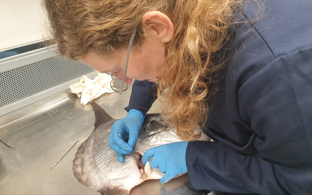 Marianne is wearing a lab coat, gloves and glasses as she leans over the sunfish specimen on the lab bench and pries open an incision with callipers.