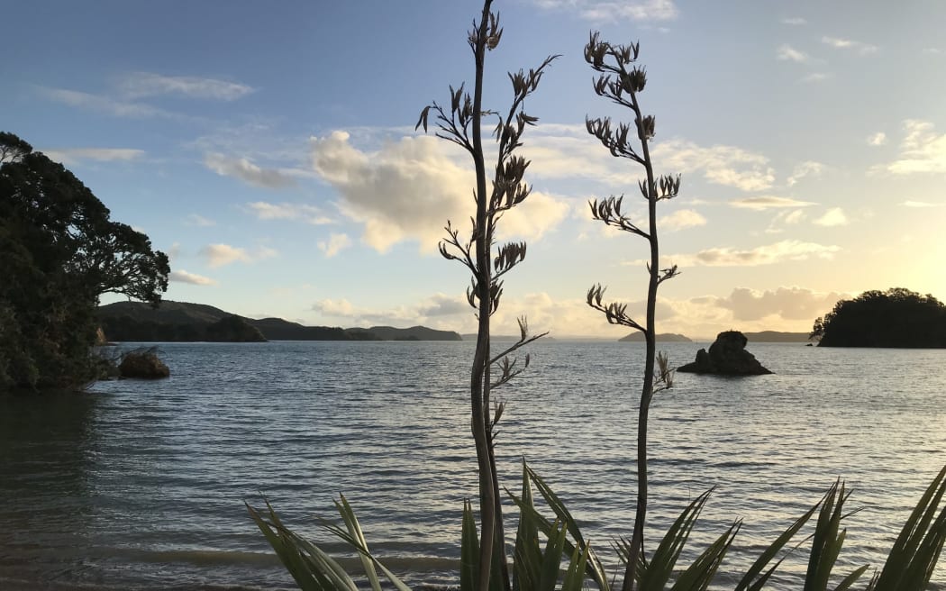 Omakiwi Cove in the Bay of Islands - New Zealand's newest confirmed caulerpa stronghold. This bay is packed with boats during the summer peak.