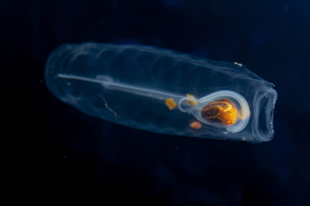 This is the solitary asexual oozooid stage of a salp (Salpa thompsoni). The long white stolon will develop into a chain of salps.