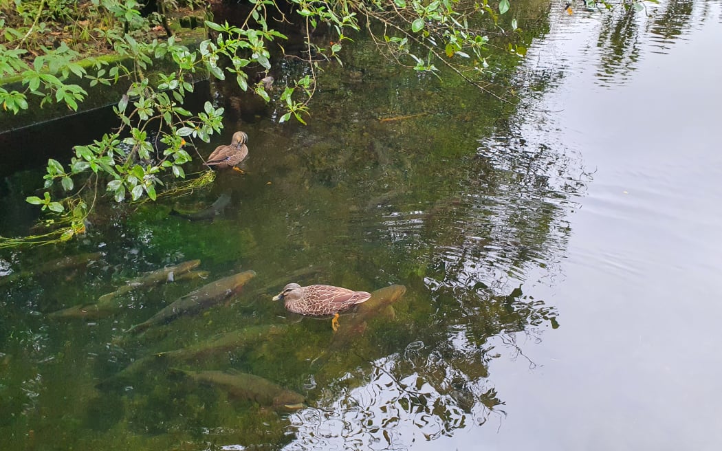 Trout in the Waihukahuka Stream near Turangi